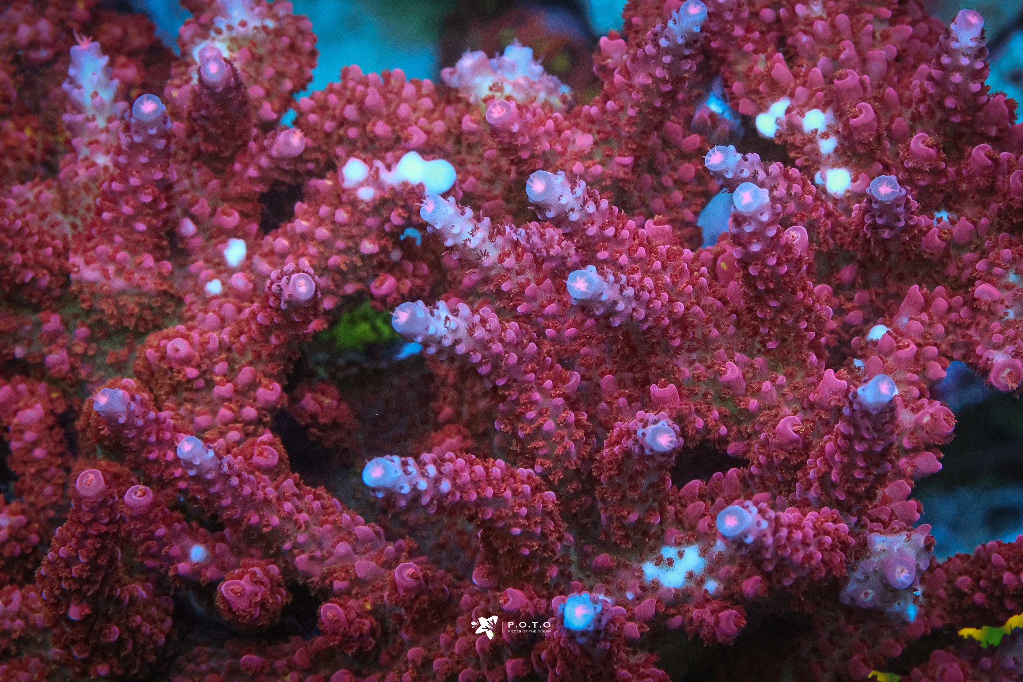 PC Reef