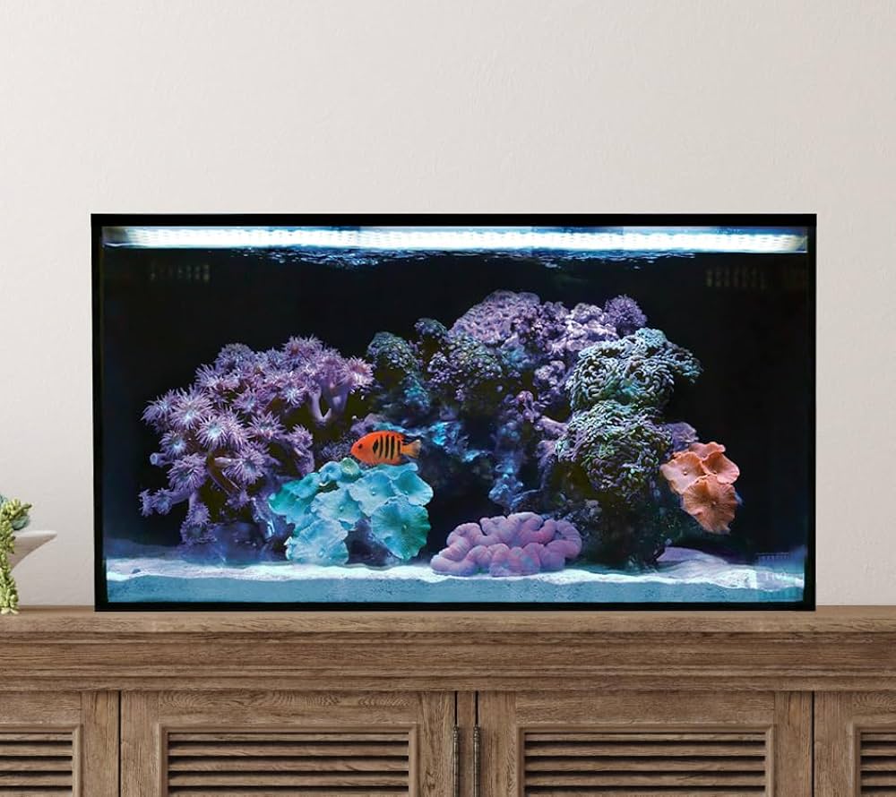 PC Reef starter pick