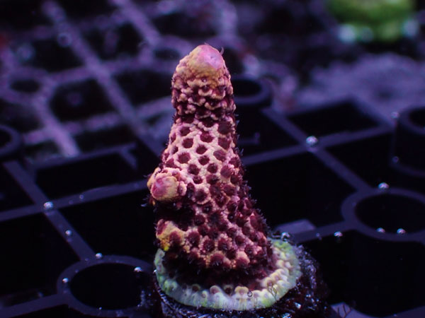 PC Rainbow Acropora Care Guide: Lighting, Flow, and Feeding